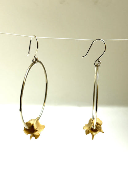 Vertebrae Hoops